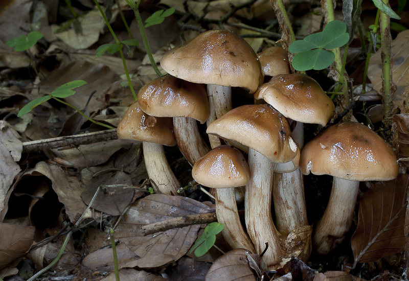 Tricholoma ustale